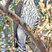 Cooper's Hawk